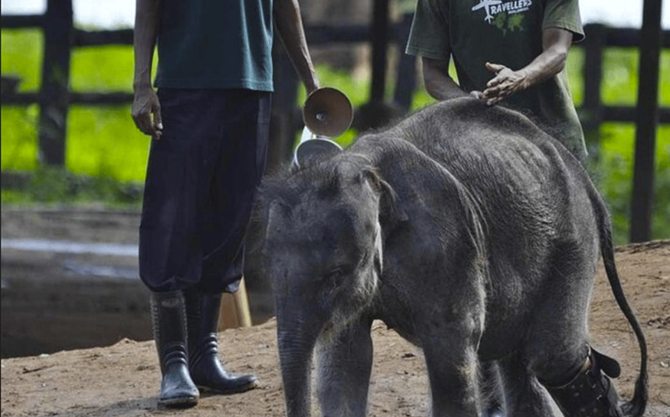 Jeep Safari to Udawalawa National Park From Colombo - Cancellation Policy