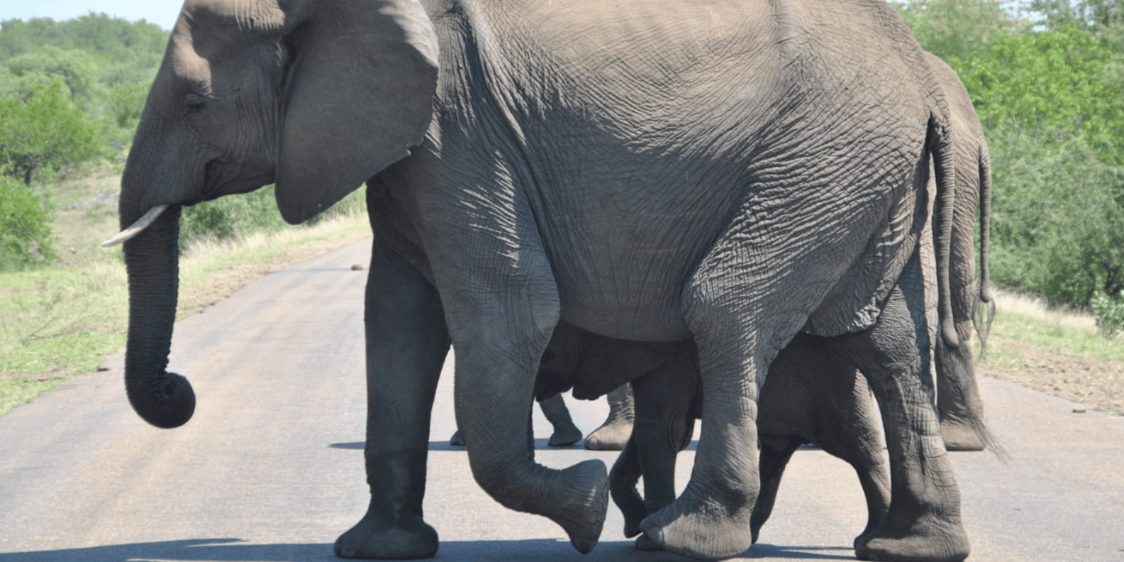 Johannesburg: 3-Day Kruger National Park and Panorama Route… - Panorama Route Exploration