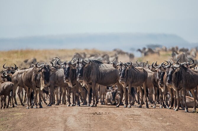 Joining Safari Three Days From Mwanza - Travel Logistics