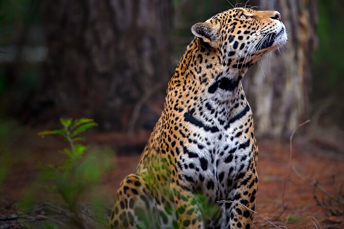 Jukani Wildlife Sanctuary Admission With Guided Tour - Wildlife Conservation Focus