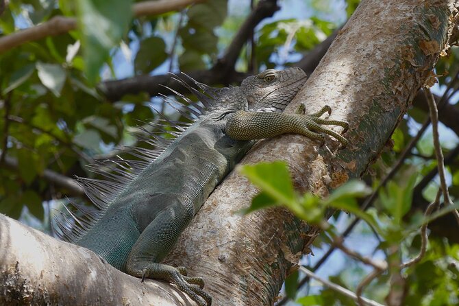 Jungle Safari in Playa Samara - Group Size and Reviews