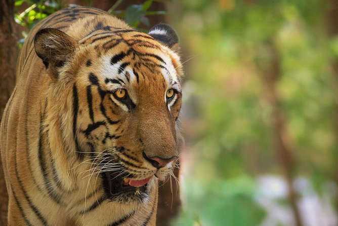 Kabini Nagarhole National Park From Bangalore - Pickup Locations