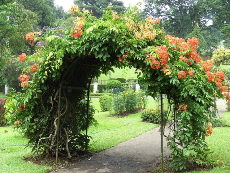 Kandy: All Inclusive City Tour - Participant Information