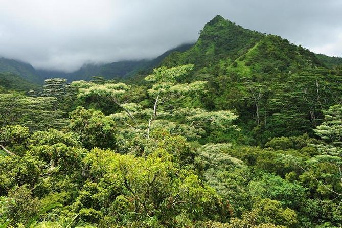 Kauai Cruise Ship Excursion: Wailua River & Fern Grotto - Guest Reviews and Feedback