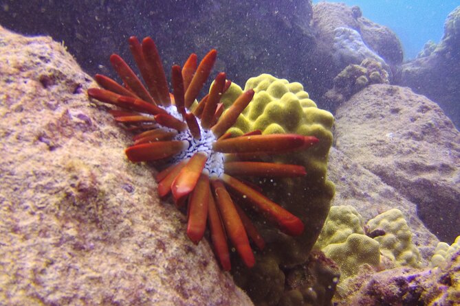 Kauais Ultimate Guided Snorkeling Adventure - Booking and Transportation Information