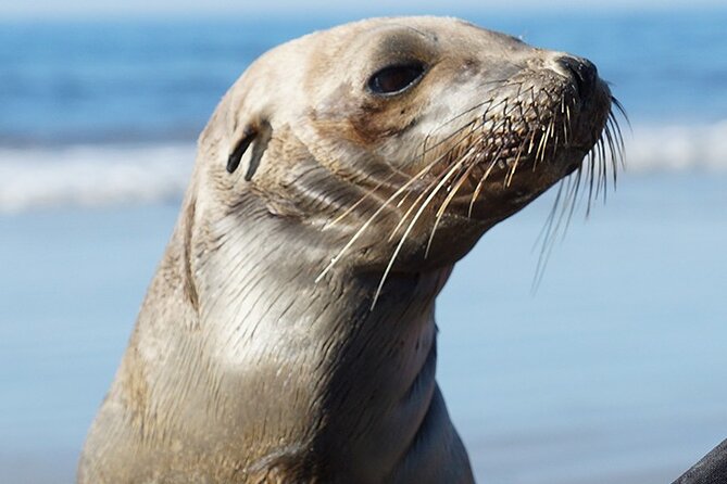 Kayak Rental for Two People in La Jolla - Community Involvement