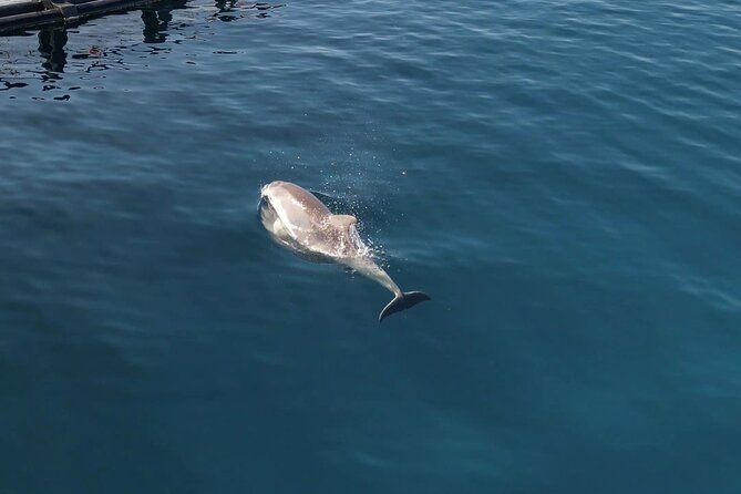 Kayak Tour in Golfo Aranci With Aperitif and Dolphin Watching - Duration and Tour Schedule