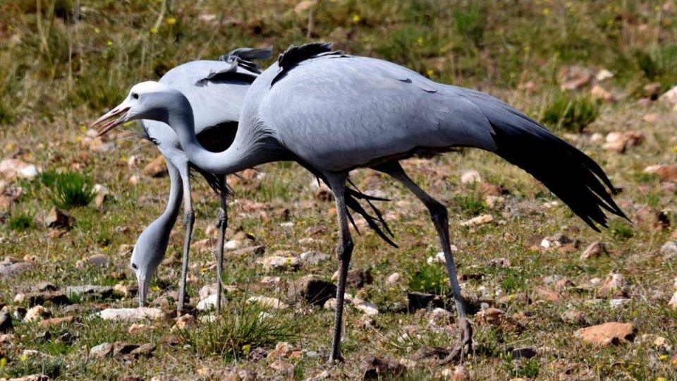 Klein Karoo Birding - Preparation and Recommendations