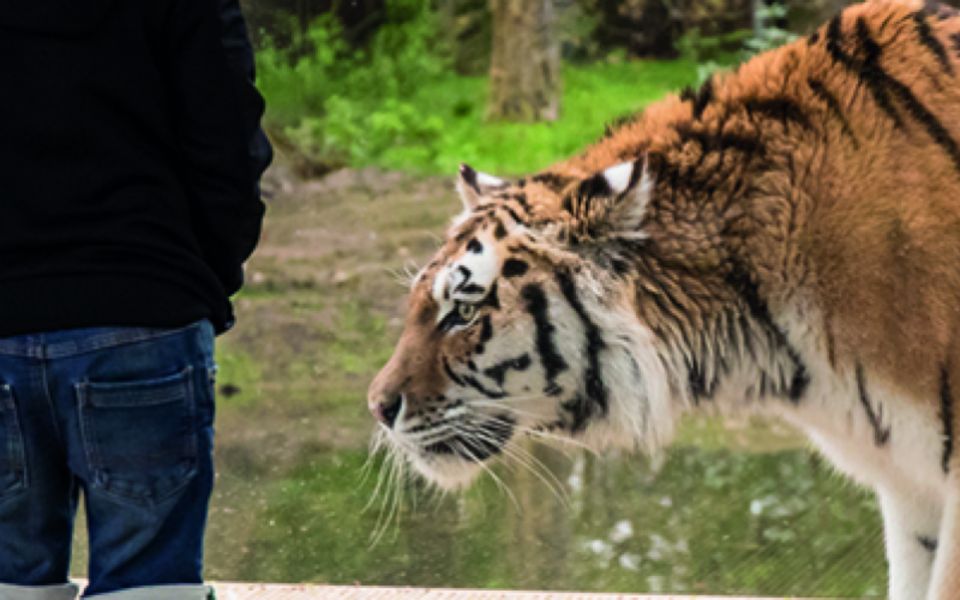 Knowsley: Safari Entry Tickets - Transportation Options