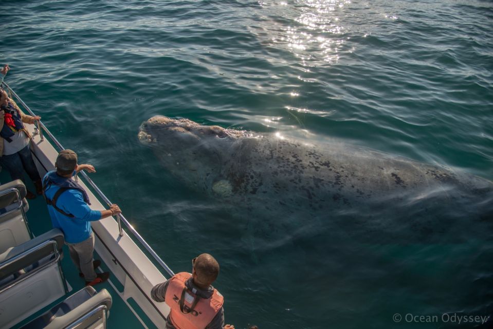 Knysna: Close Encounter Whale Watching Tour by Boat - Booking and Cancellation