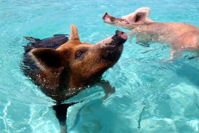 Kohsamui.Tours - Pig Island Snorkeling Eco Tour by Speed Boat - Customer Reviews and Ratings