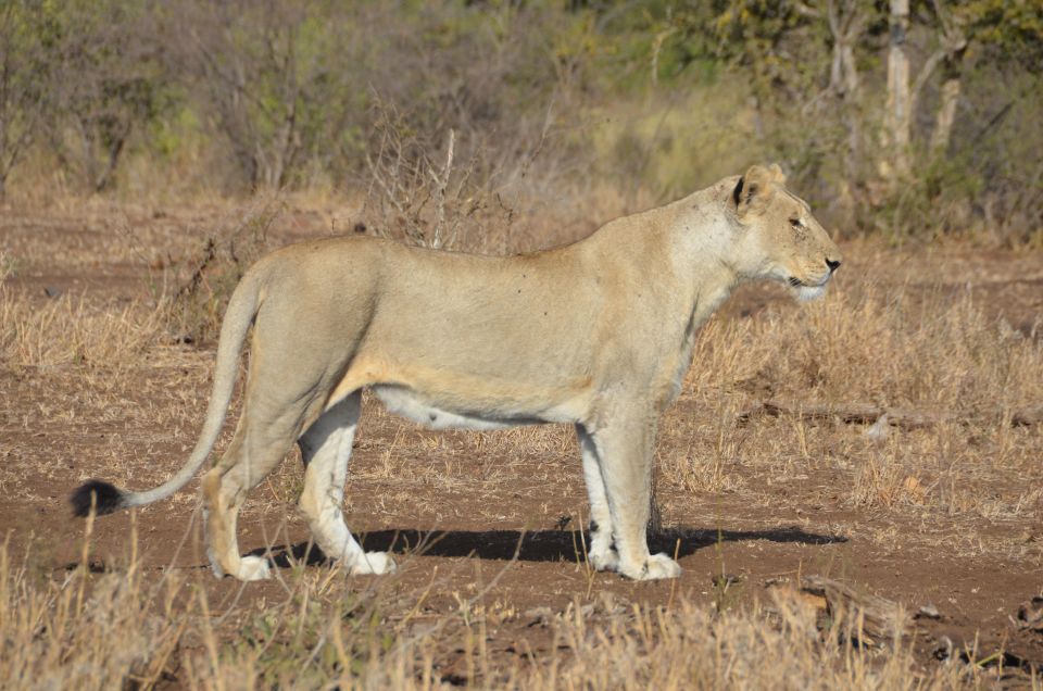 Kruger Morning Game Drive From Marloth Park & Komatipoort - Highlights of the Experience