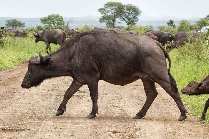 Kruger National Park - 1 Day (Open Vehicle) - Traveler Reviews