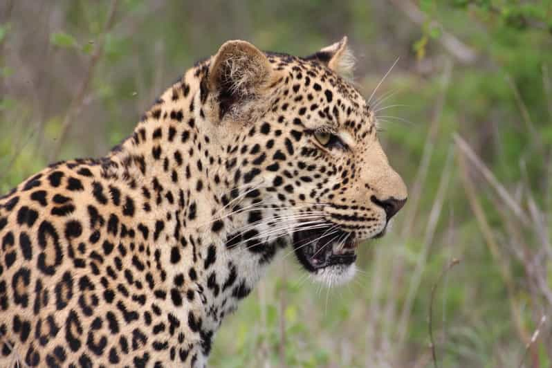 Kruger National Park: 3-Day Essence of the Kruger Safari - Morning Game Walk