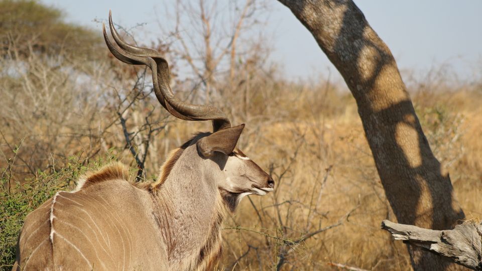 Kruger National Park: 3-Hour Walking Safari - What to Expect