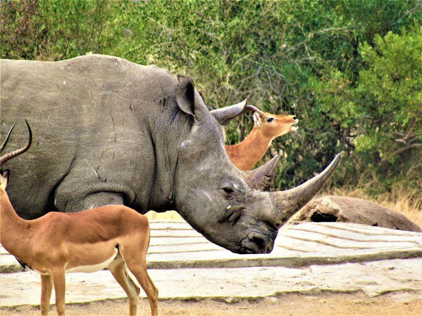 Kruger National Park Afternoon Safari - Guided Tour Highlights and Insights