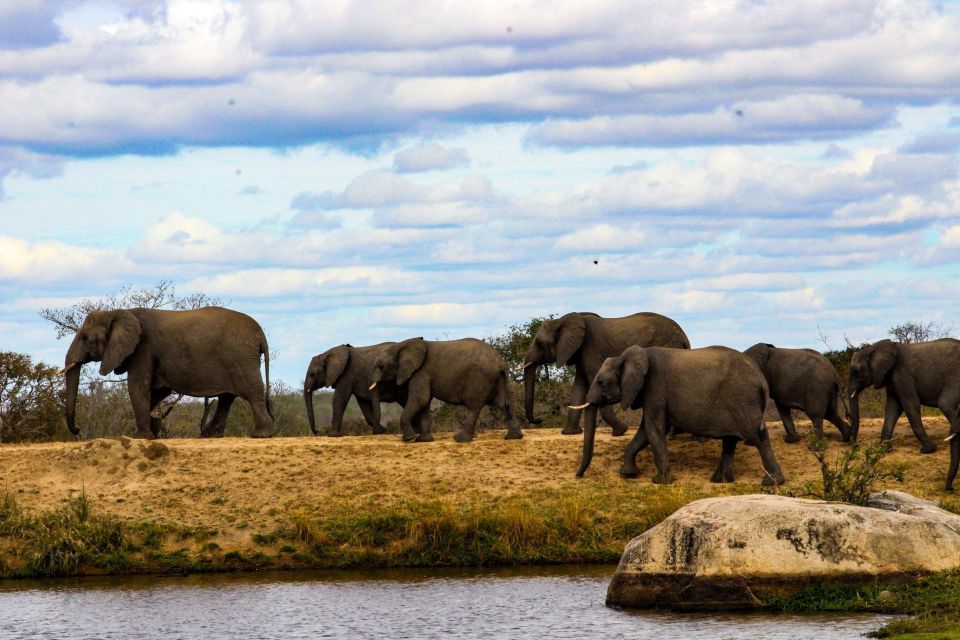 Kruger National Park Full-Day Safari - Insights From Experienced Field Guides