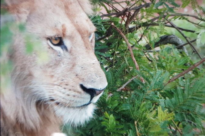 Kruger National Park Full Day Tour Minimum 2people - Customer Reviews
