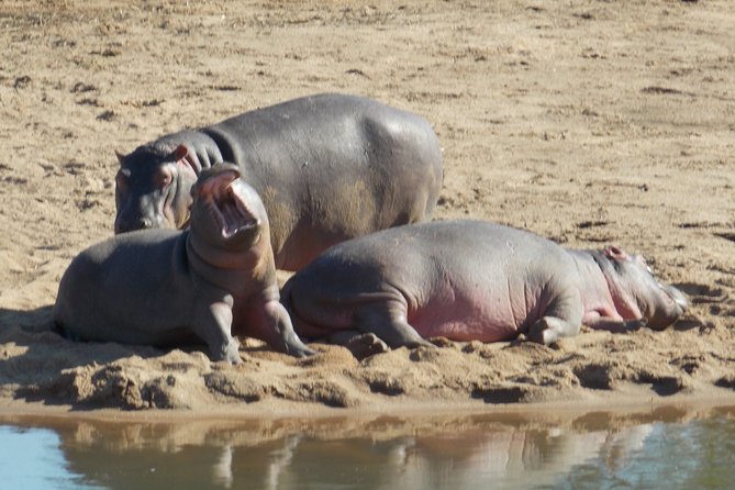 Kruger National Park - Private Sunrise Half Day Safari Trip. - Wildlife Sightings