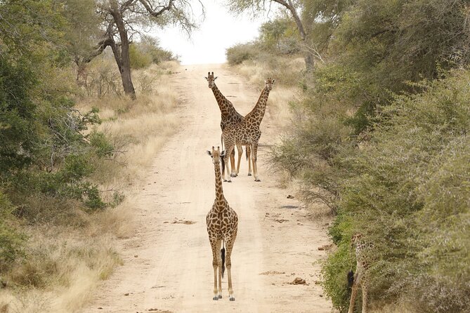 Kruger National Park Sunrise Morning Private Safari - Traveler Reviews and Ratings