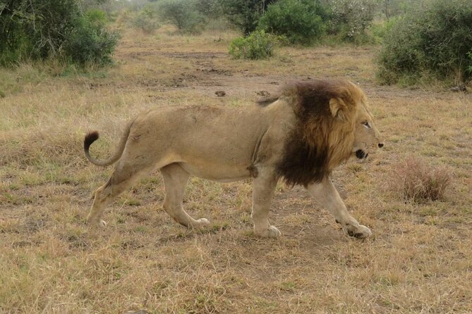 Kruger Park 2-Day Safari From Maputo (Open-Backed Safari Vehicle) - Pricing and Logistics