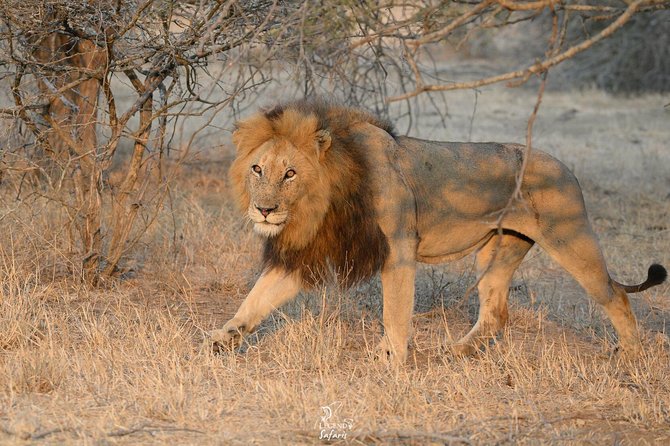 Kruger Safari Tour - Morning Half Day - Wildlife Sightings Overview