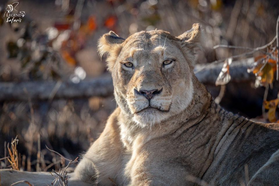 Kruger Safari Tour: Morning Half Day - Preparing for the Safari