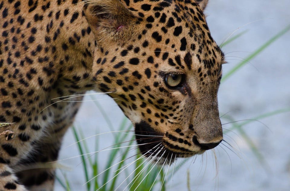 Kumana National Park: Morning Afternoon Leopard Safari (6h) - Free Cancellation and Refund