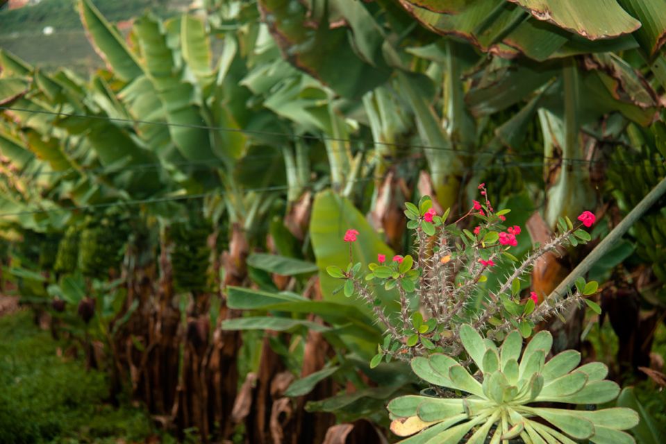 La Orotava: Eco-Banana Plantation Tour With Banana Liquor - Banana Cultivation Process