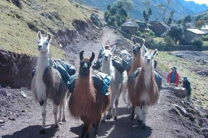 Lares Trek to Machu Picchu: 4-Day Tour - Accessibility and Requirements