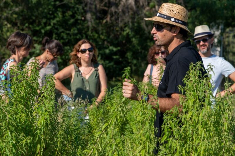 Lavender Field & Distillery Tour Between Nimes & Arles - Meeting Point and Directions