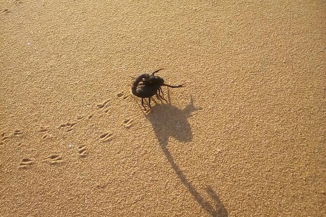 Living Dunes Experience From Swakopmund - Wildlife Encounters and Education