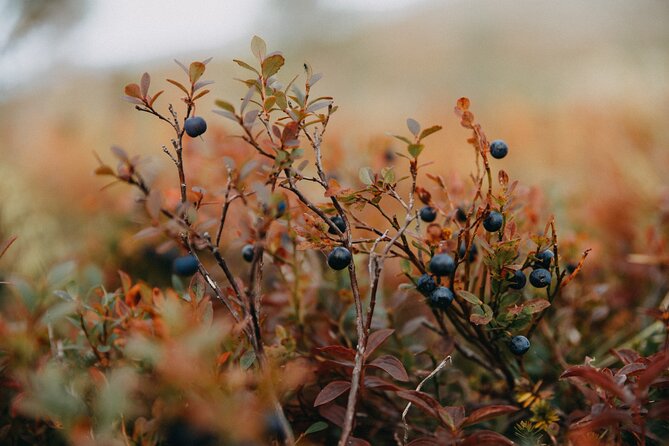 Living off the Land, Foraging Tour in Rovaniemi - Foraging Experience