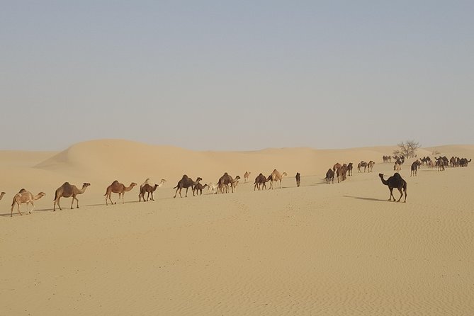 Liwa Oasis Desert Drive From Abu Dhabi - Wildlife Encounter Opportunities