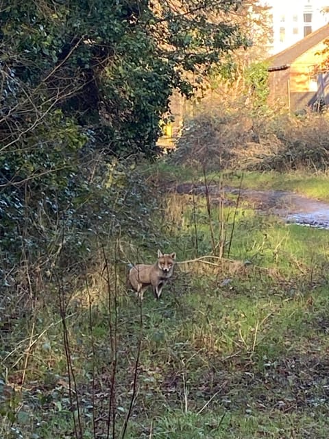 London: East London Country Parks Guided Walking Tour - Important Guidelines