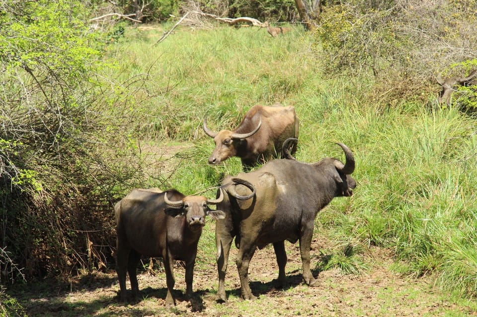 Lunugamvehera National Park Safari ( Yala Block V / VI ) - Pickup and Drop-off Locations