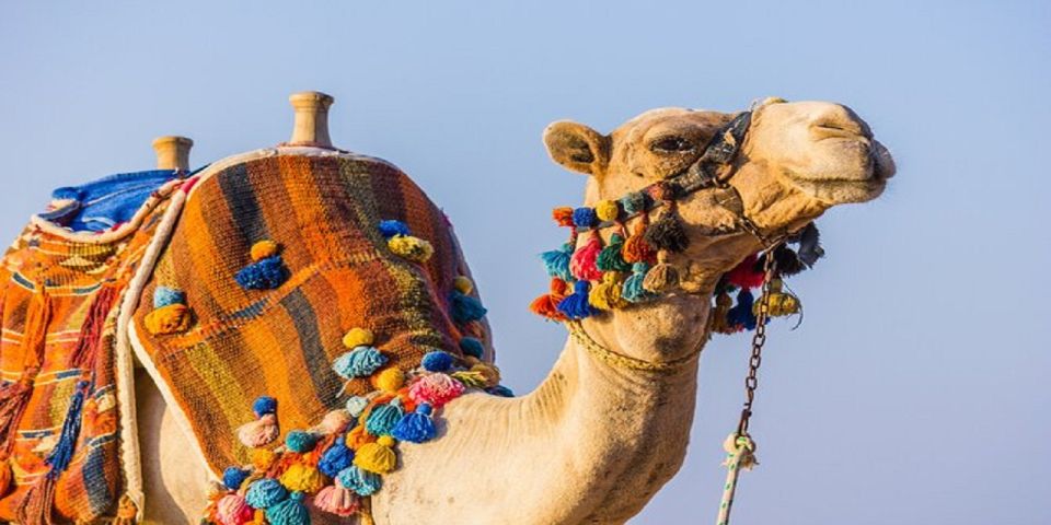 Luxor: Scenic Camel or Horse Ride - Itinerary Details