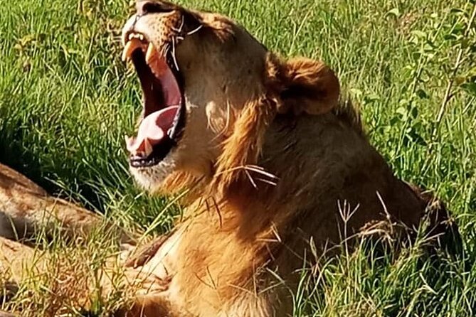 Maasai Mara National Reserve 3-Day Safari - Tips for Your Safari Adventure