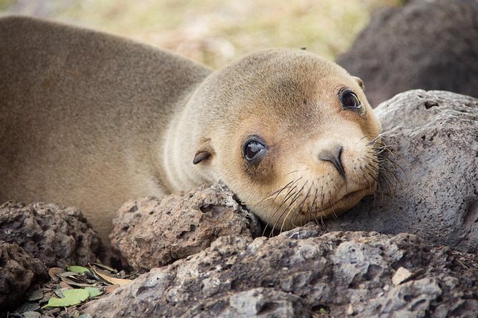 Machu Picchu & Galapagos Islands Tour- 10 Days - Customer Reviews