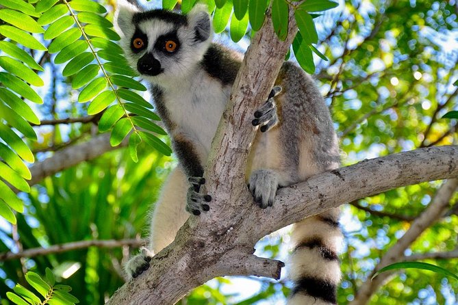 Madagascar Wildlife Tour for 02 Days - Transportation Details