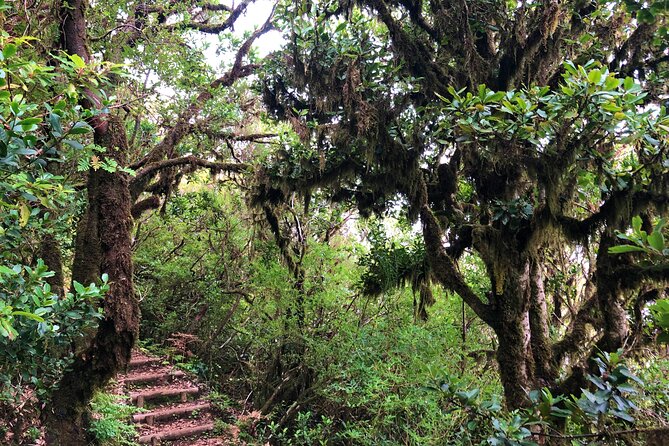 Madeira: Private Guided Walk Vereda Fanal PR13 - Reviews and Ratings