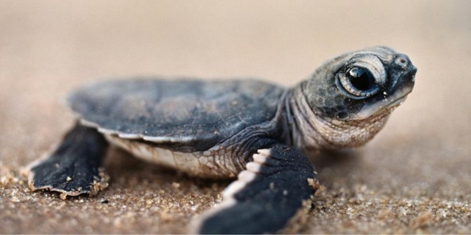 Madu River Safari and Turtle Farm Tour From Colombo - Important Information