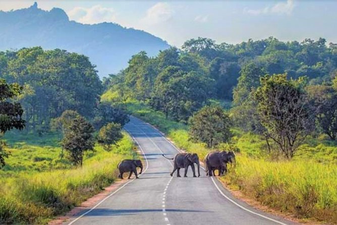 Maduru Oya National Park Private Safari - Tour Packages and Options
