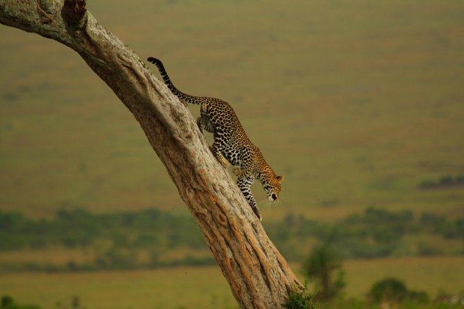 Magical Mara - Personalized Itinerary Curation