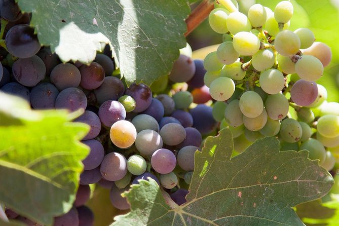 Mallorca Half Day Private Wine Tour With Wine Tasting - Food and Wine Pairing