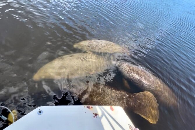 Manatee, Dolphin and 10,000 Islands Sunset Cruise! - Wildlife and Nature Encounters