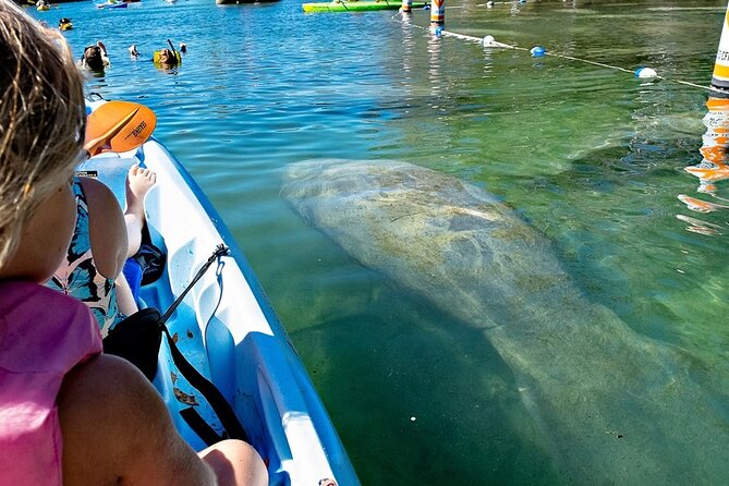 Manatee Kayak Encounter - Pricing and Booking Options