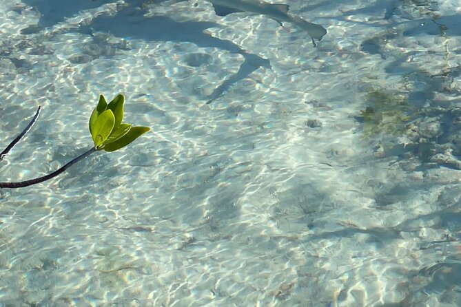 Mangrove Cay And Iguana Island Venture In Turks And Caicos Island - Pricing and Cancellation Policy