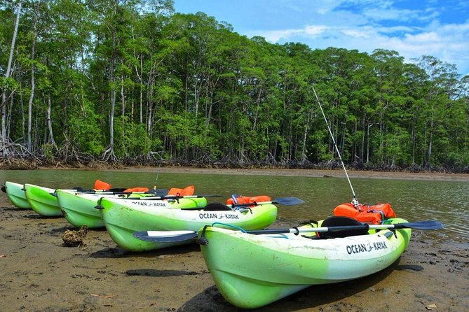 Mangrove Kayaking (Or Boat) Adventure - What to Expect