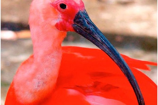 Mangrove Tour by Boat - (Birdwatching) Fauna and Flora - Half Day - Mangrove Ecosystem and Wildlife